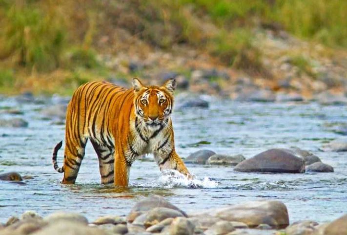 Jim Corbett Tour